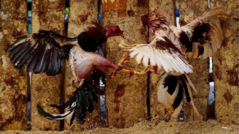 Cao Thủ Kubet Mách Bạn Lối Đá Của Gà Chọi Thắng Liên Tiếp