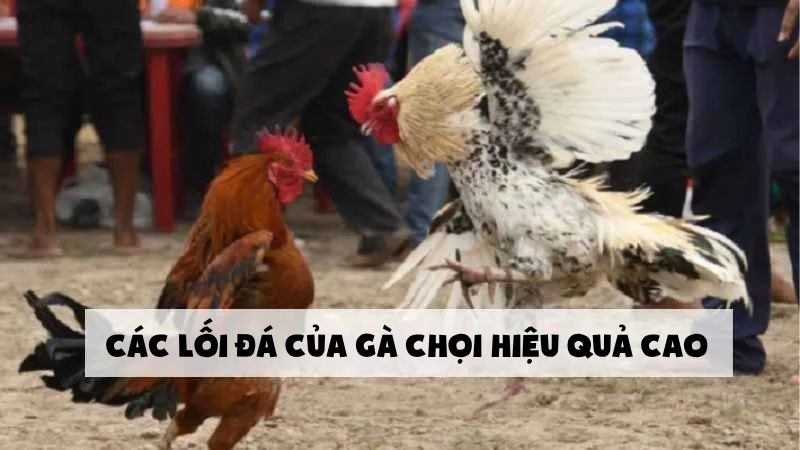 Cao Thủ Kubet Mách Bạn Lối Đá Của Gà Chọi Thắng Liên Tiếp