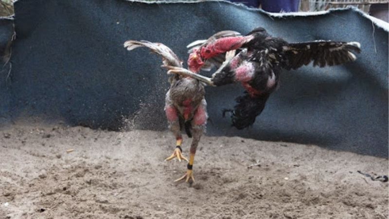 Cao Thủ Kubet Mách Bạn Lối Đá Của Gà Chọi Thắng Liên Tiếp