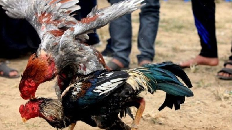 Cao Thủ Kubet Mách Bạn Lối Đá Của Gà Chọi Thắng Liên Tiếp