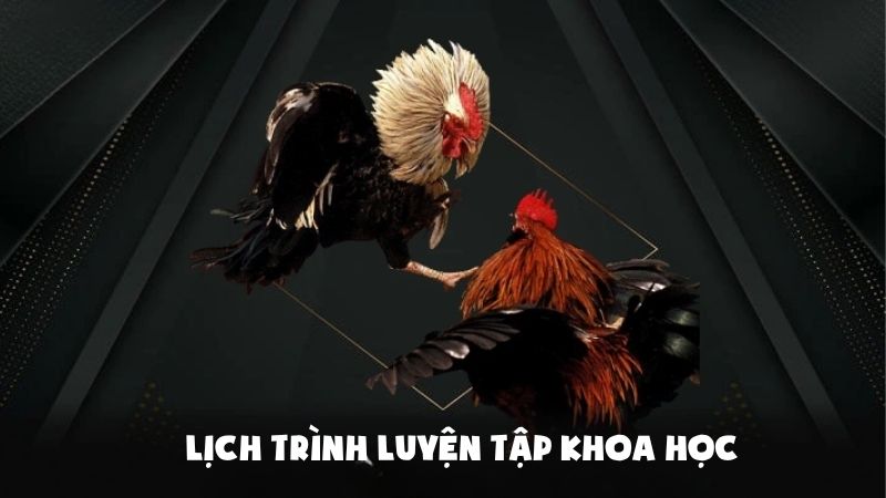 Cao Thủ Kubet Mách Bạn Lối Đá Của Gà Chọi Thắng Liên Tiếp