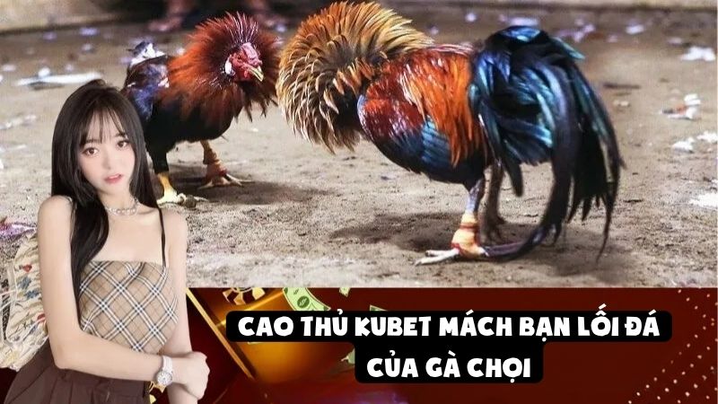 Cao Thủ Kubet Mách Bạn Lối Đá Của Gà Chọi Thắng Liên Tiếp
